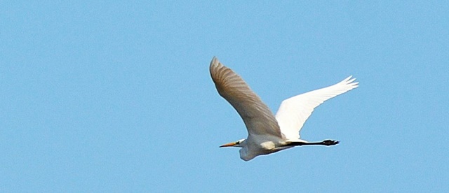 storch1